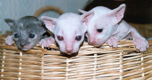 Kittens one week old