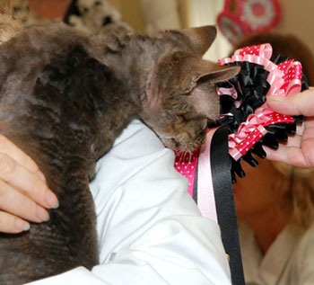 Freddy receiving his BIS rosette